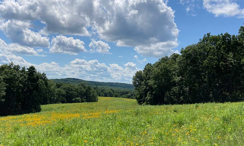 A sunny landscape featuring a grassy field with yellow wildflowers, bordered by trees and blue skies filled with clouds. A sunny landscape featuring a grassy field with yellow wildflowers, bordered by trees and blue skies filled with clouds.