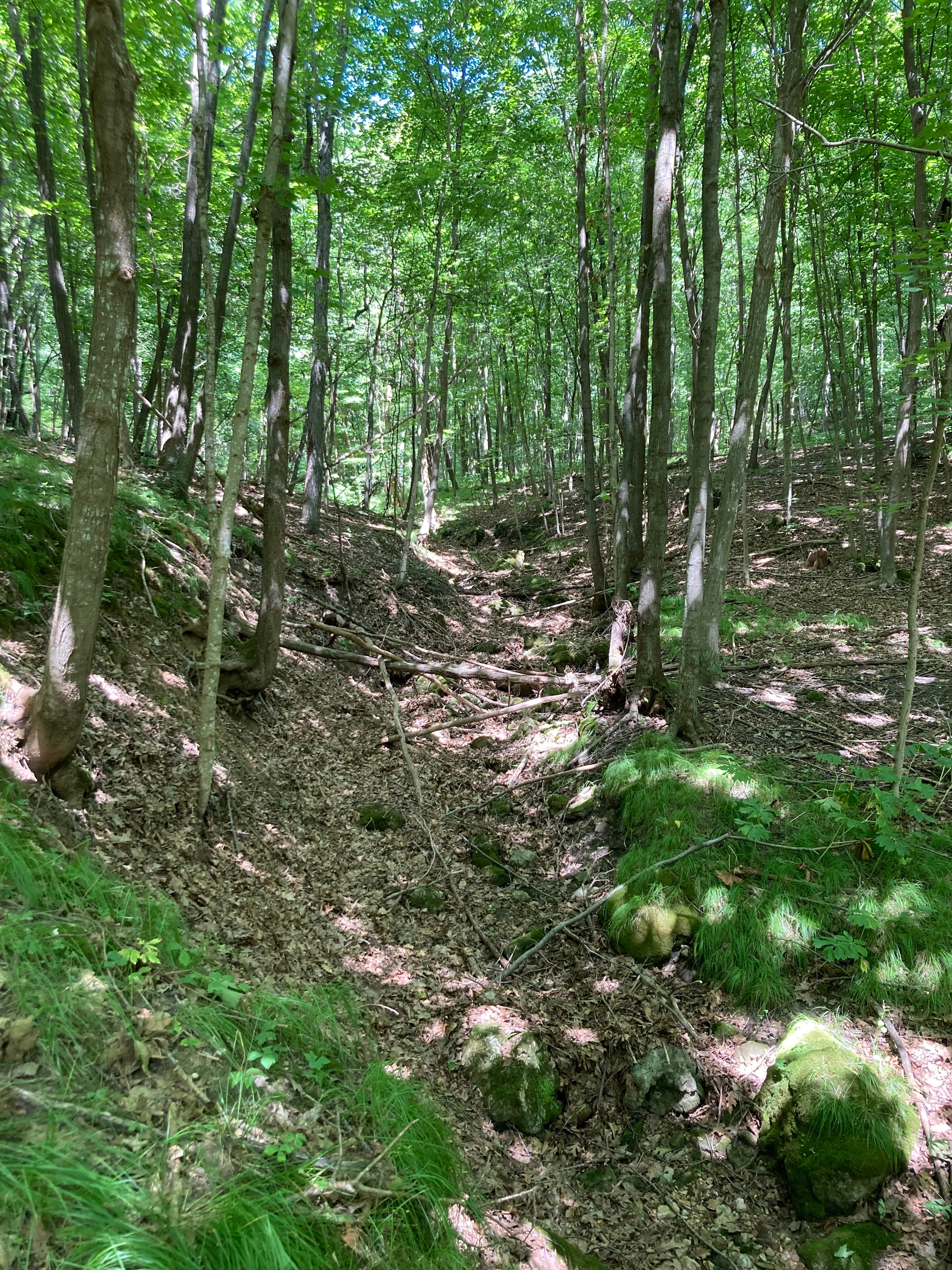 A sunlit forest scene with trees, a grassy undergrowth, and a shallow, rocky stream bed.