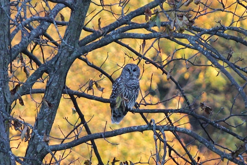 A barred owl perched on a tree branch among bare branches and autumn foliage.