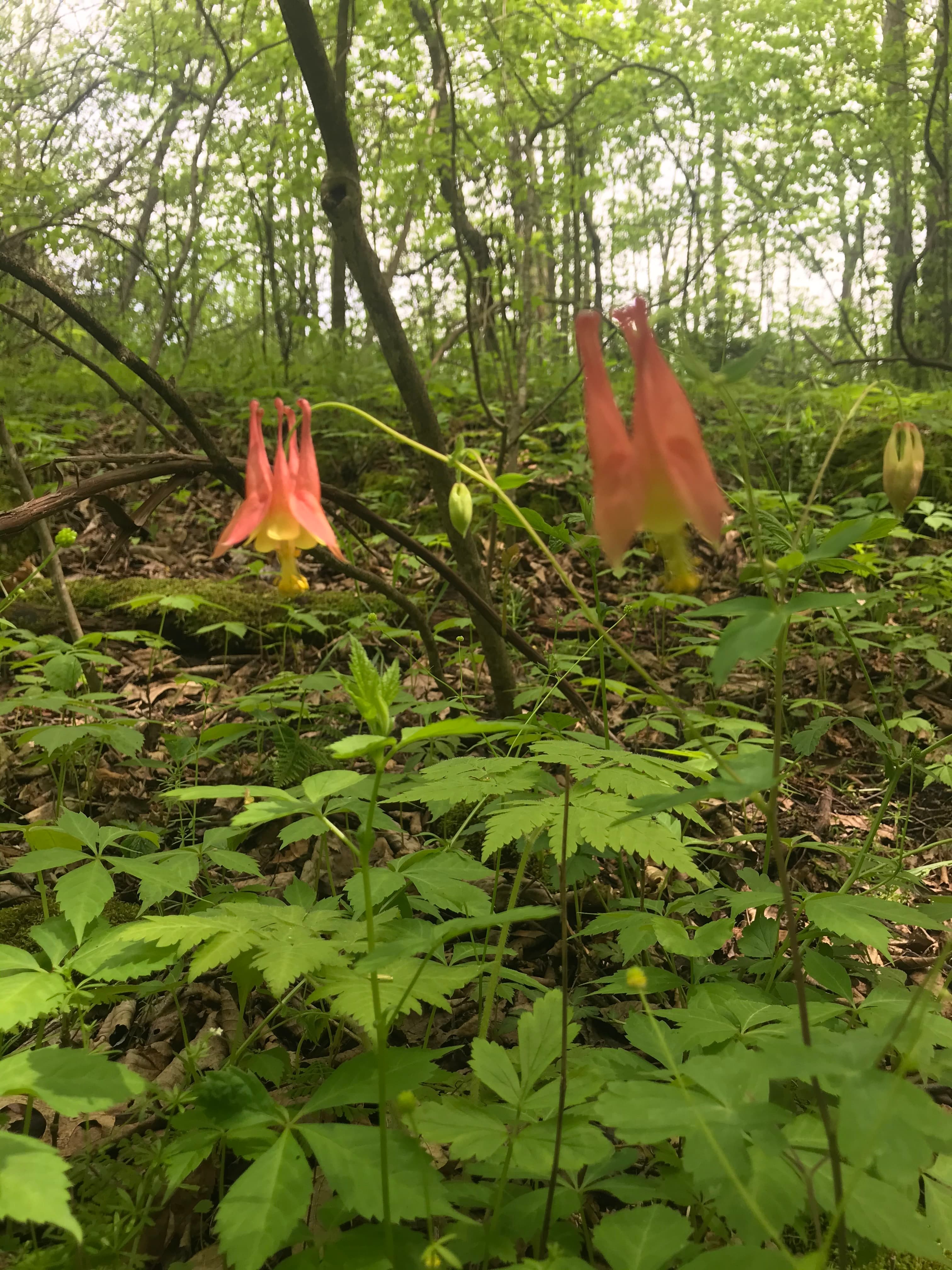 A pair of pink and yellow wildflowers bloom amidst lush green foliage in a forest.