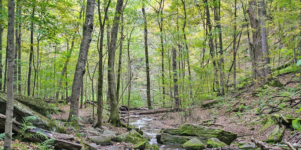 A serene forest scene with tall trees and a gently flowing stream surrounded by rocks.