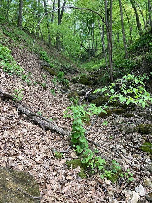A winding, leaf-covered ravine flanked by lush green trees.