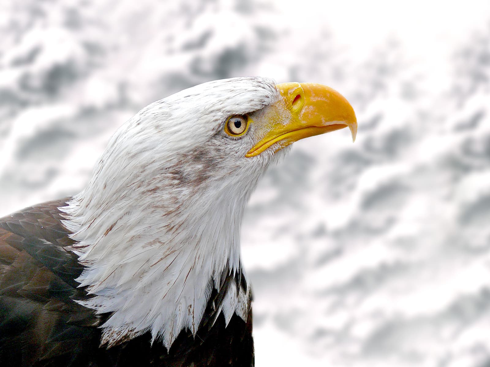 Close-up of a bald eagle with a white head and sharp yellow beak against a blurred light background. Close-up of a bald eagle with a white head and sharp yellow beak against a blurred light background.