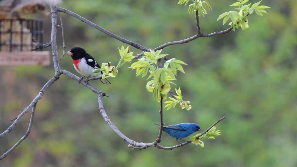 A male rose-breasted grosbeak perched on a branch next to a blue bird among fresh, green leaves.