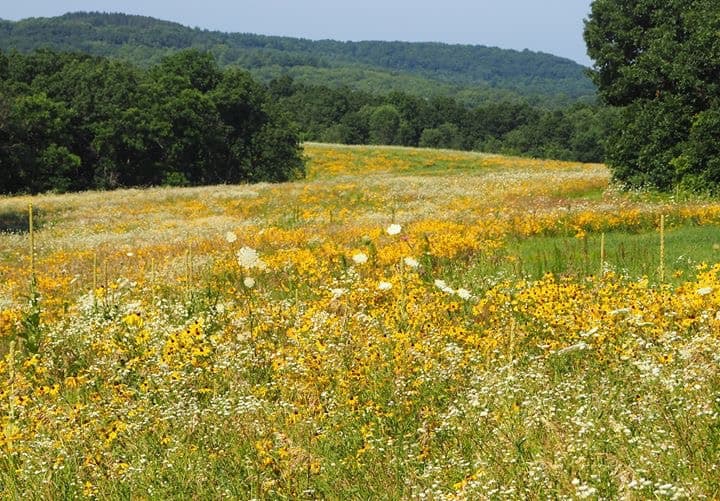 A sunny field filled with wildflowers, mainly yellow and white, surrounded by green trees and rolling hills.