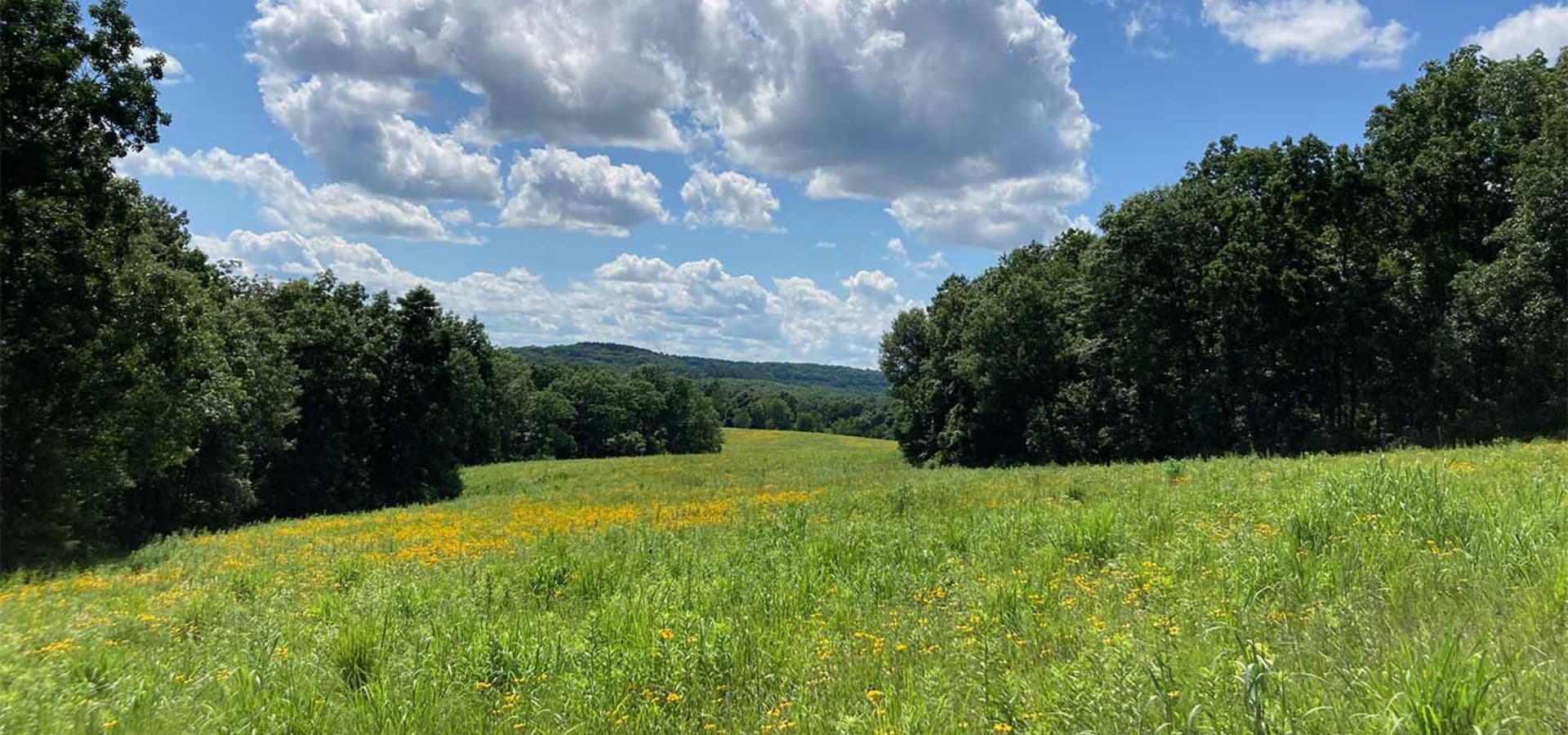A sunny landscape featuring a grassy field bordered by trees under a blue sky with scattered clouds.