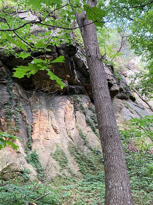 A rugged rock face with greenery and a tree in a forested area.