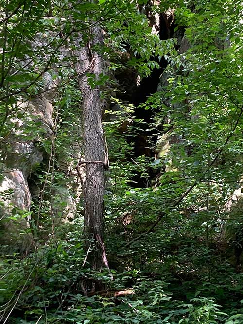 A dense forest scene with a narrow opening between rocky formations.