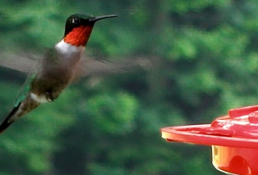 A hummingbird hovers near a red feeder surrounded by green foliage.