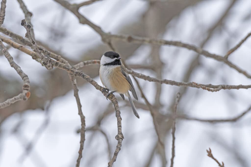 A small bird with a gray head and a brownish belly perches on a bare branch in a snowy landscape.