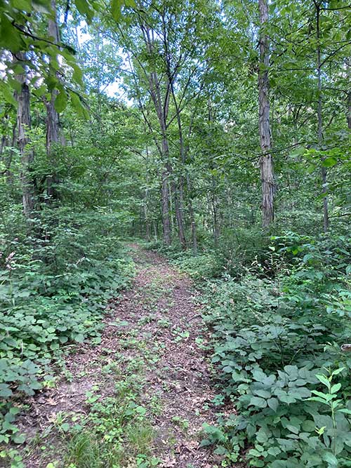 A narrow dirt path winds through a lush, green forest.
