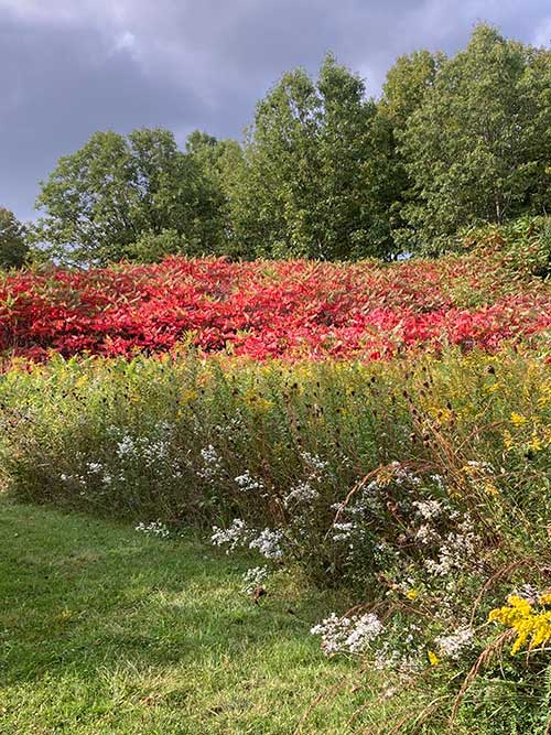 A colorful landscape featuring red foliage, yellow flowers, and green trees under a cloudy sky.