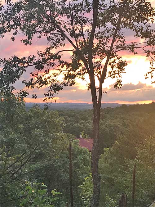 A tree silhouette against a sunset sky over a green landscape.