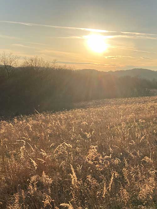 Sunrise over a field of tall grass with gentle hills in the background.
