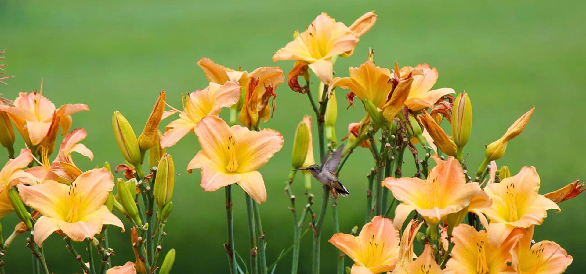 A hummingbird hovers among blooming orange daylilies against a green background.