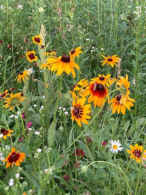 A vibrant mix of yellow and red wildflowers grows among green foliage.