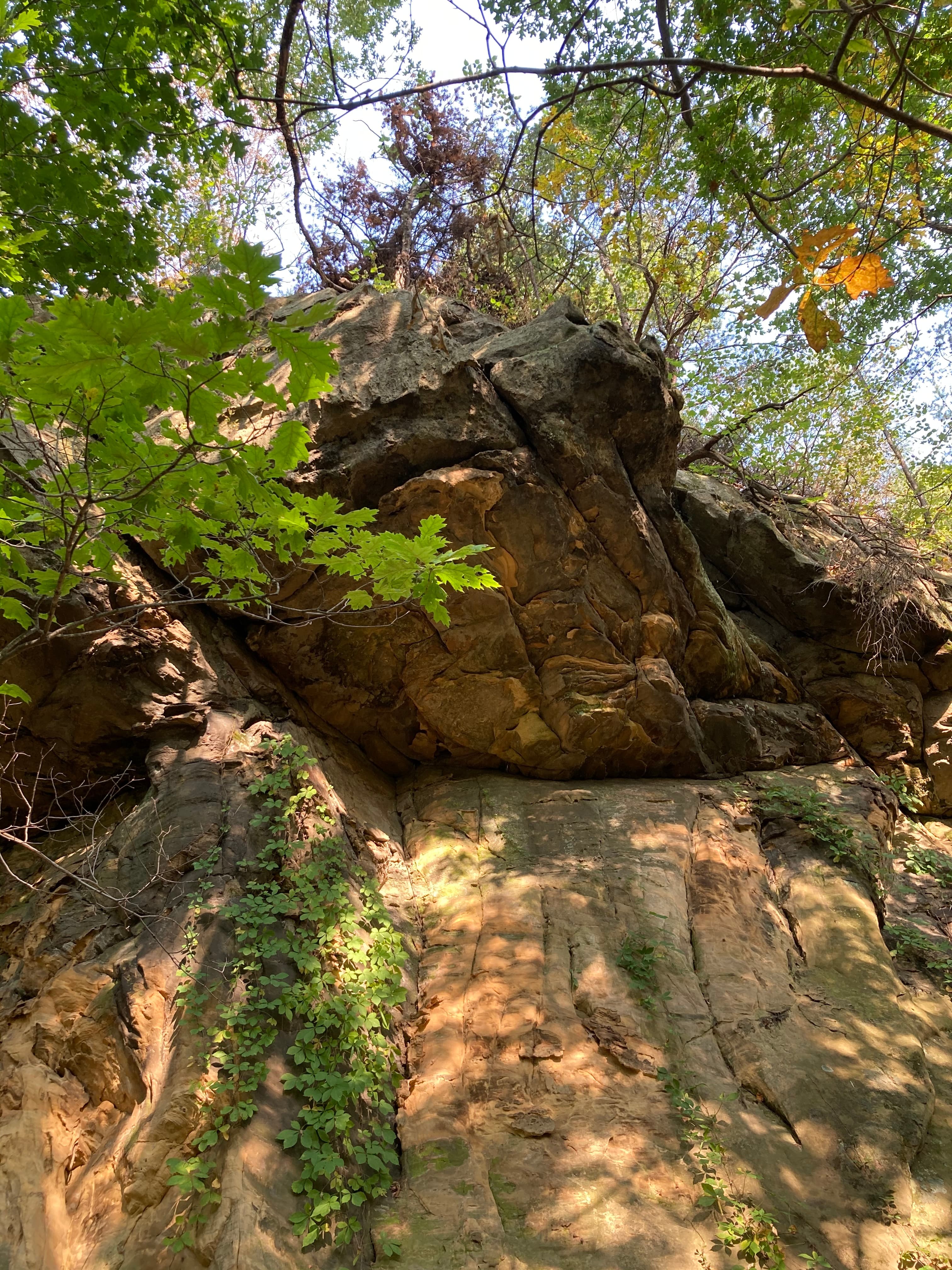 A rocky cliff covered with green foliage and vines.