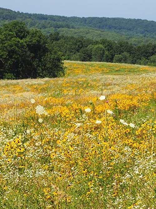 A vibrant field of wildflowers in various shades of yellow and white, set against a backdrop of green hills.