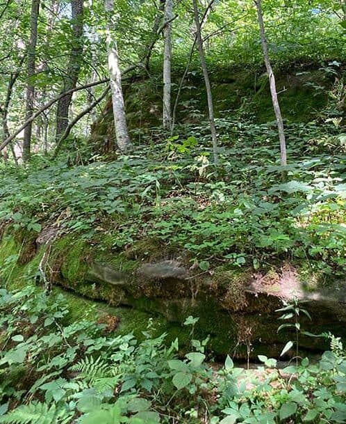 A moss-covered rock surrounded by dense greenery and small trees in a forest setting.