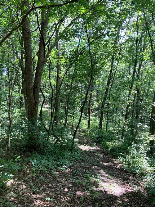 A winding dirt path through a dense, sunlit forest.